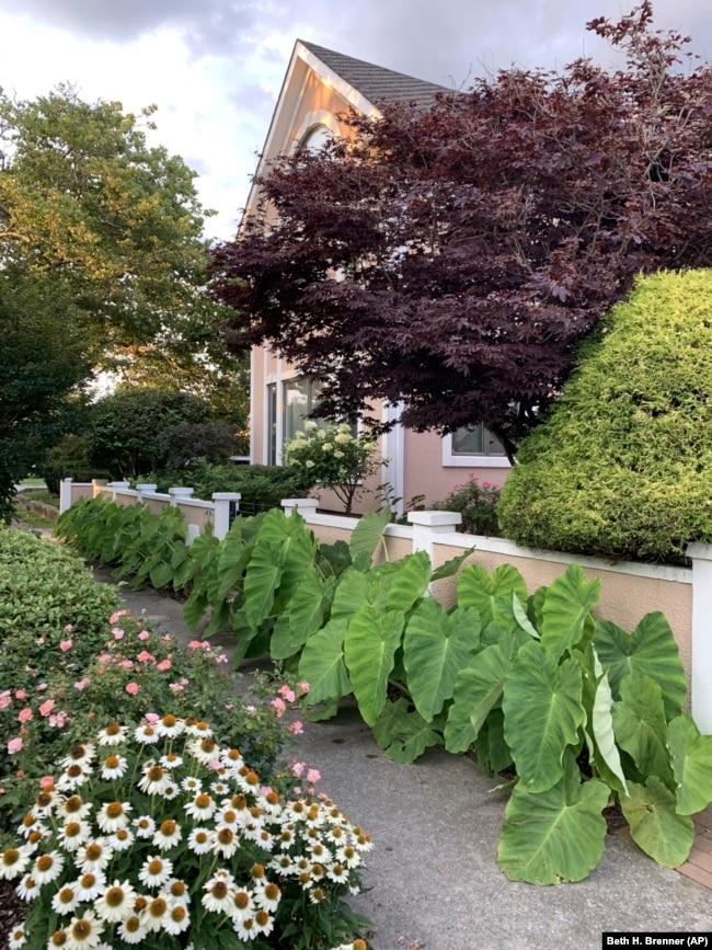 This undated image provided by Beth H. Brenner shows a border of elephant ears outside a home in Atlantic Beach, N.Y. (Beth H. Brenner via AP)