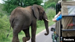 FILE - A bull elephant walks past a car load of tourists in South Africa's Kruger National Park, December 10, 2009. 