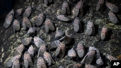 In this Thursday, Sept. 19, 2019, photo, spotted lanternfly gather on a tree in Kutztown, Pa. The spotted lanternfly has emerged as a serious pest since the federal government confirmed its arrival in southeastern Pennsylvania five years ago this week. (A