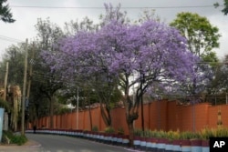 FILE —A Jacaranda tree in bloom in Nairobi, Kenya, October 26, 2023. Every year in early October, clusters of purple haze dot Nairobi's tree line as the city's jacaranda trees come into bloom.