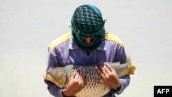 A worker carries a carp at a breeding site in Iraq&#39;s central city of Najaf.