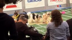 SHORT VIDEO: Ֆուտբոլ շների մասնակցությամբ