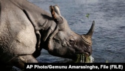 FILE- in this Aug.1, 2010 file photo, a greater one horned rhino eats water plants from a river in Janakauli community forest bordering Chitwan National Park, about 70 kilometers (44 miles) southwest of Katmandu, Nepal. (AP Photo/Gemunu Amarasinghe, File)