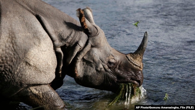 FILE- in this Aug.1, 2010 file photo, a greater one horned rhino eats water plants from a river in Janakauli community forest bordering Chitwan National Park, about 70 kilometers (44 miles) southwest of Katmandu, Nepal. (AP Photo/Gemunu Amarasinghe, File)