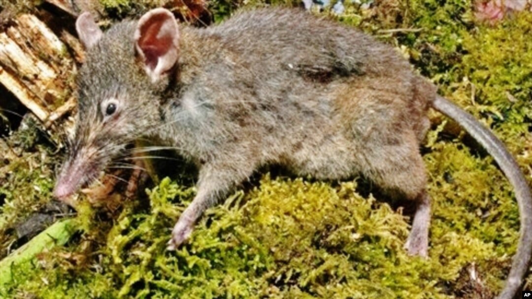 Spesies unik tikus nyaris ompong dengan moncong panjang dan runcing (paucidentomys vermidax) ditemukan di hutan Gunung Latimojong, Sulses (foto: dok). 