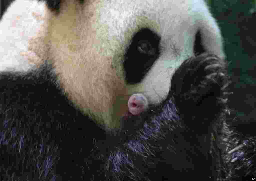 This handout photo released by the Beauval Zoo shows panda Huan Huan holding her new born female cub in Saint-Aignan, central France.&nbsp;A giant panda on loan to France from China gave birth to two female twin cubs, a French zoo announced.&nbsp;