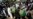 Roadside Bomb Kills 1 Afghan Journalist, Wounds Another