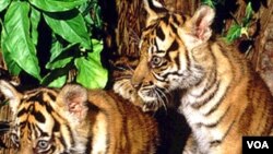 Mladuncad tigra su trenutno najsigurnija u yoološkim vrtovima