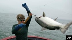 Sarah Bates hauls in a chinook salmon on the fishing boat Bounty near Bolinas, Calif. California fishermen are reporting one of the best salmon fishing seasons in more than a decade, July 17, 2019.