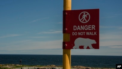 As warming threatens polar bear tourism, a Canadian town adapts and thrives