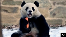 Qing Bao, a female panda, eats a carrot during the public debut of giant pandas at the National Zoo, Jan. 24, 2025, in Washington.