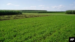 FILE - A crop in Boone County, Iowa. A new clean technology to turn sunlight into liquid fuel could drastically shrink the need for large plantations to grow crops for biofuels, while combating climate change, Harvard University researchers said on Thursday.