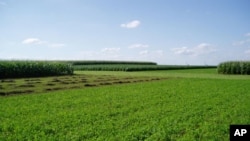 Fossil energy use was compared among different crop rotation systems in a field experiment conducted between 2003 and 2008 in Boone Co., Iowa