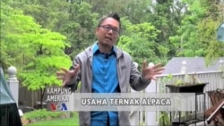 Usaha Ternak Alpaca