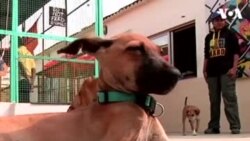 ԱՌԱՆՑ ՄԵԿՆԱԲԱՆՈՒԹՅԱՆ. Պակիստանի շների կացարանը փրկում է անօթևան կենդանիներին և բուժօգնություն տրամադրում