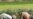 Pesticides Continue to Harm Cambodia’s Farmers
