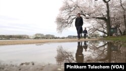 Visitors walk by cherry blossom trees in full bloom at the Tidal Basin in Washington, DC, Thursday, March 19, 2020. 