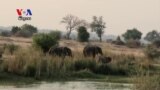 Zimbabwe Translocates Elephants to Ease Congestion