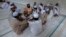 FILE - Pakistani religious students and teachers attend a discussion session at the Ganj Madrassa in Peshawar, Aug. 21, 2013.
