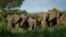 A herd of elephants form a protective circle against a perceived threat, just after one was shot with a tranquilizer dart during an operation to attach GPS tracking collars in Mikumi National Park, Tanzania, March 21, 2018. 