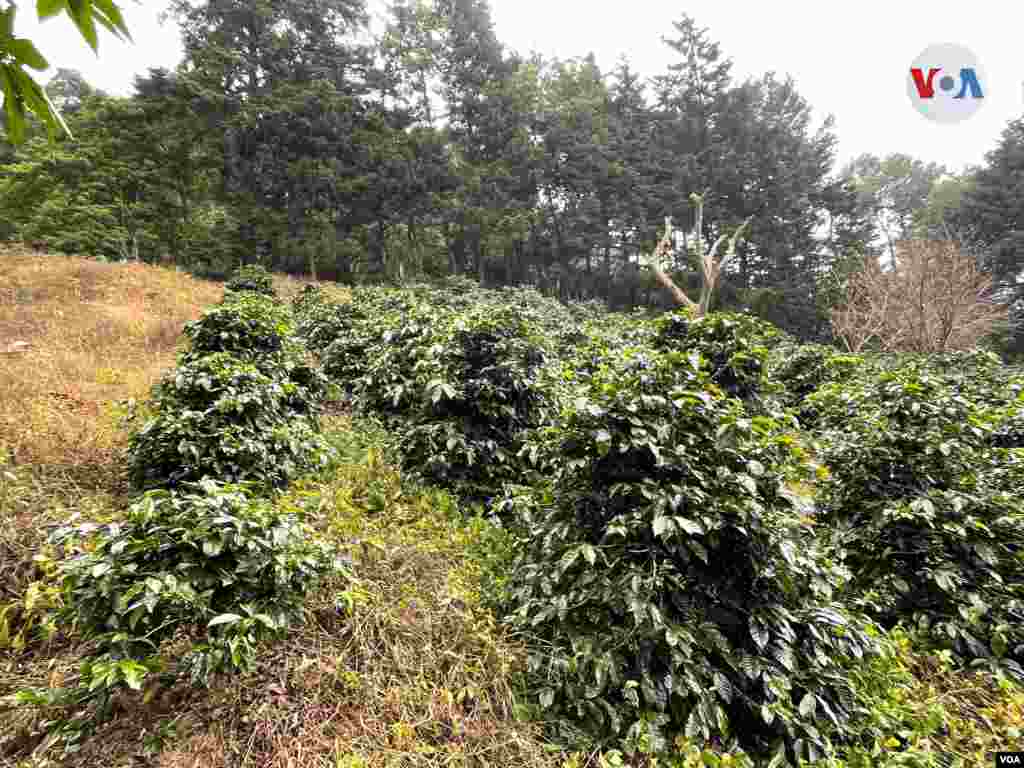 Algunas de las plantas de café bourbon, ubicado en el bosque Lya.