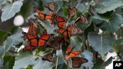 FILE - Monarch butterflies from Canada stop to rest in Wendy Park on their way to Mexico, Sept. 12, 2023, in Cleveland.