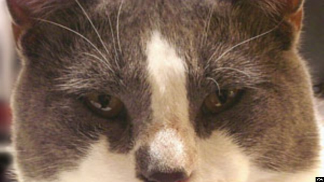 Anda tak ingin berpisah dengan si Meong, bahkan di alam kubur? Kalau Anda tinggal di New York, itu tidak mustahil.