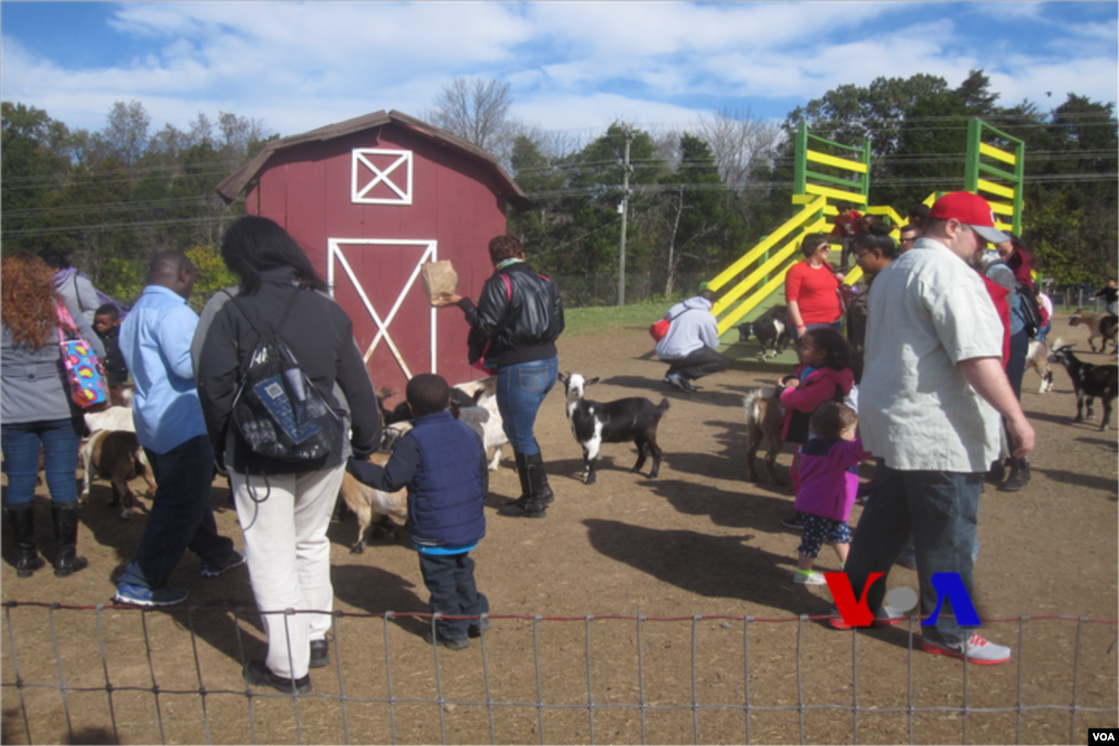 کاکس فارم اپنی فخریہ بکریوں کےلیے مشہور ہے 