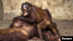 Orangutan berusia dua tahun memeluk ibunya setelah menjalani pemeriksaan kesehatan di Pusat Konservasi Kao Pratubchang di Ratchaburi, Thailand. (Foto: Dok)