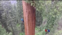 ကယ္လီဖိုးနီးယား Sequoias သစ္ပင္ေတြ ကယ္တင္ေရး စီမံခ်က္
