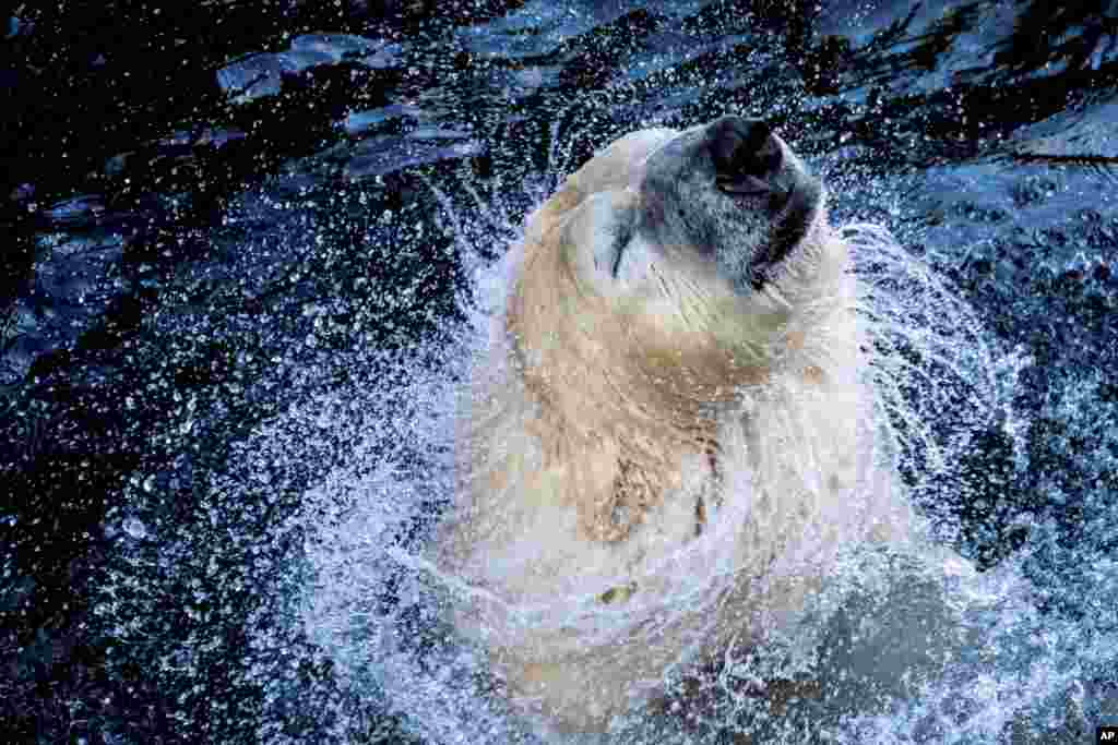 &#39;Sprinter&#39; the polar bear enjoys the water in a zoo in Hannover, Germany.