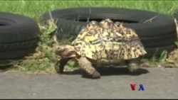 ၂၀၁၆ ဂင်းနစ် မှတ်တမ်းတချို့