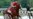Justify Triumphs in Belmont, Wins Triple Crown
