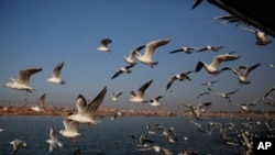 Siberian gulls fly at Sangam, the confluence the Ganges and the mythical Saraswati in Prayagraj, India. The gulls fly thousands of miles to India to escape the Siberian winter. (File)