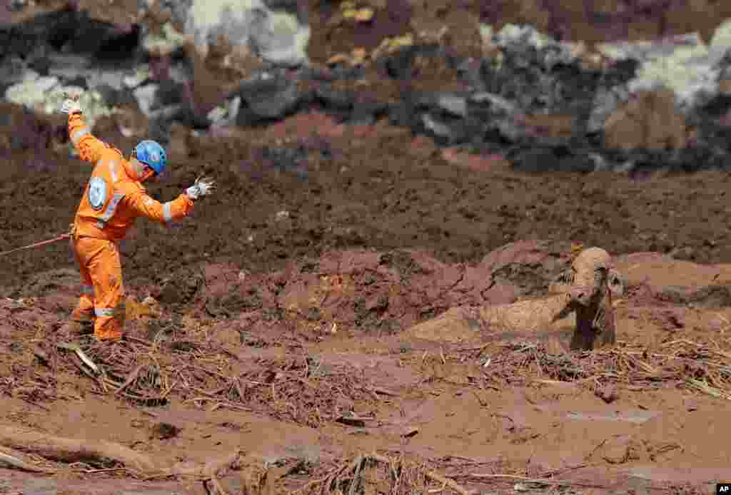 A rescue worker tries to reach a cow that is stuck in a field of mud, two days after a dam collapse in Brumadinho, Brazil, Jan. 27, 2019. Officials suspended the search for potential survivors of a dam collapse that has killed at least 40 people.