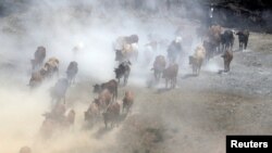 A herdsman walks his cattle as they graze in Naivasha, Kenya, Feb. 15, 2018.