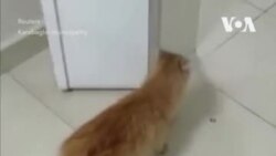 Бездомная кошка принесла своих котят лечиться