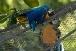 A blue-and-yellow macaw that zookeepers have named Juliet, left, grooms with a captive macaw at BioParque, in Rio de Janeiro, Brazil, Wednesday, May 5, 2021.