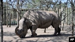 Kenya Rhino Dating App