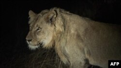 A lion is seen at the Balule Nature Reserve, in northern Limpopo, Aug. 31, 2021. - Lions are synonymous with the African continent, but over the years their numbers have been decreasing.