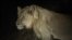 A lion is seen at the Balule Nature Reserve, in northern Limpopo, Aug. 31, 2021. - Lions are synonymous with the African continent, but over the years their numbers have been decreasing.