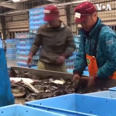 Cá nóc Nhật: Rất ngon...nhưng cũng rất nguy hiểm