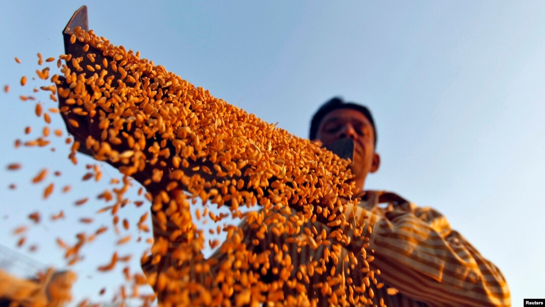 Seorang petani mengayak gandum di sebuah pertanian di pinggiran Kota Ahmedabad, di barat India, 6 Maret 2013. (File:Dok)