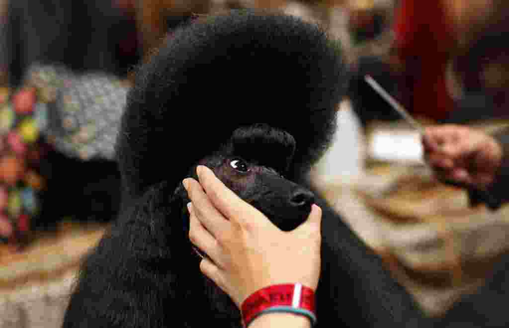 El perro, Sugar Baby, de la raza Poodle Miniatura, se alista para su desfile.