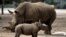 FILE - A newborn female southern white rhinoceros calf stands near its mother at the Safari Zoo in Ramat Gan, near Tel Aviv, Israel.
