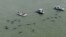 Un grupo de rescate vigila docenas de ballenas piloto mientras estuvieron varadas frente a las costas de Florida.