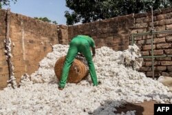 FILE— A Chadian farmer collects harvested cotton to be sold to the semi-private company CotonTchad in Kagtaou village, some sixty kilometers away from Moundou, on April 26, 2024.