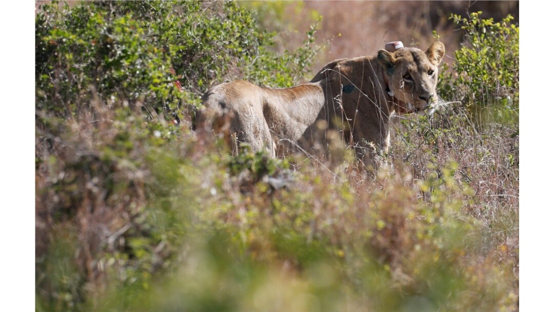 Watch a pride of lions squeezing onto a river bank to drink water