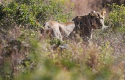 FILE - A 5-year-old lioness named Nyala walks in the grassland after Kenya Wildlife Services veterinarians set up a radio collar on her neck to track her pride's movements at the Nairobi National Park near Nairobi, Kenya Jan. 23, 2017.