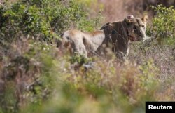 FILE - A 5-year-old lioness named Nyala walks in the grassland after Kenya Wildlife Services veterinarians set up a radio collar on her neck to track her pride's movements at the Nairobi National Park near Nairobi, Kenya Jan. 23, 2017.